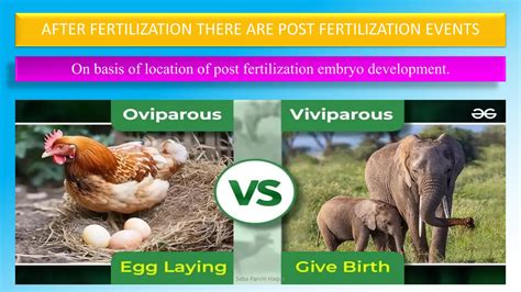 Image result for Human Internal Fertilization