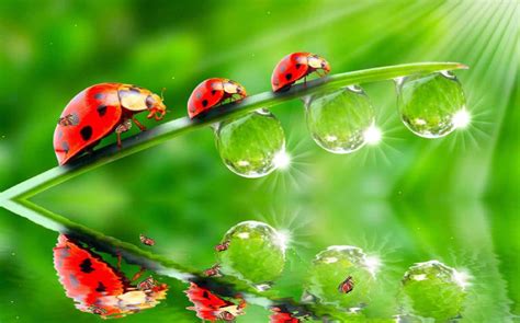Image result for Microsoft Ladybug Background