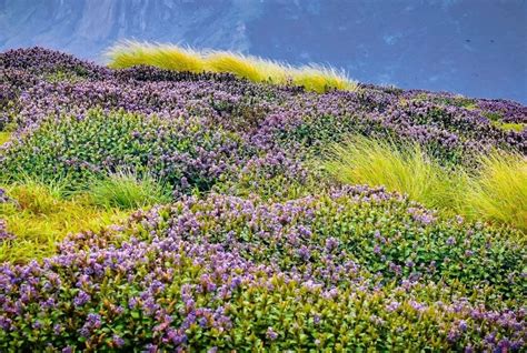 Neelakurinji Bloom Has Become A Nightmare As Tourists Are Leaving ...