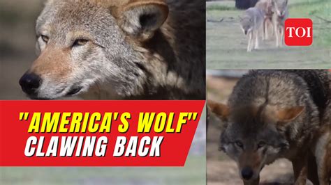 Image result for Wolves Survival