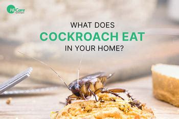What Does Cockroach Eat in Your Home? – HiCare (A Rentokil PCI Company)