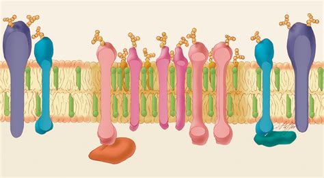 Lipid raft | National Institute of General Medical Sciences
