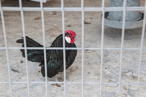 Image result for Black Java Software