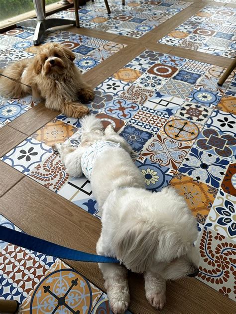 GIRAFFE BOUTIQUE HOTEL (Baguio) - Hotel Reviews, Photos, Rate ...