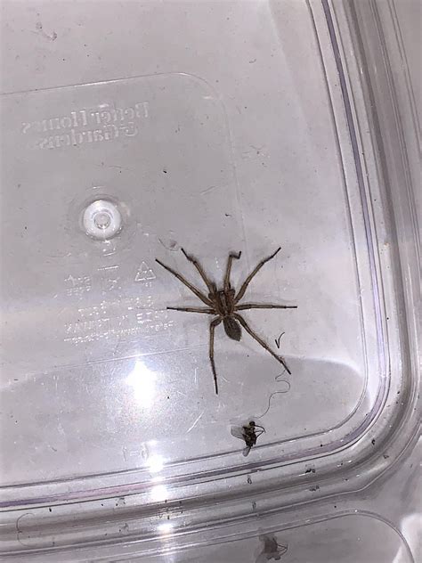 Is the big guy a giant house spider, wild spider, a r something else ...
