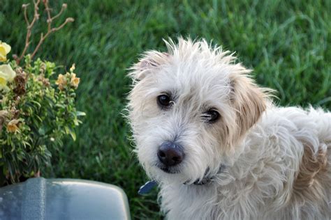 My first dog, Benji. He's a "Jack-a-poo" (Jack Russell and Poodle ...