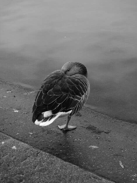 Close up of goose perched in front of the water | Premium Photo
