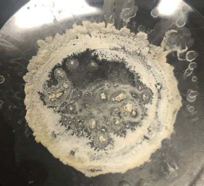 Image result for Clean Caffeine Extraction