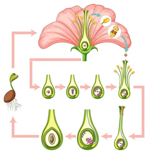 Where Does Fertilization Takes Place In Flower at Jasper Vogel blog