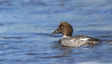 Goldeneye Duck Common Goldeneye British Waterfowl Association