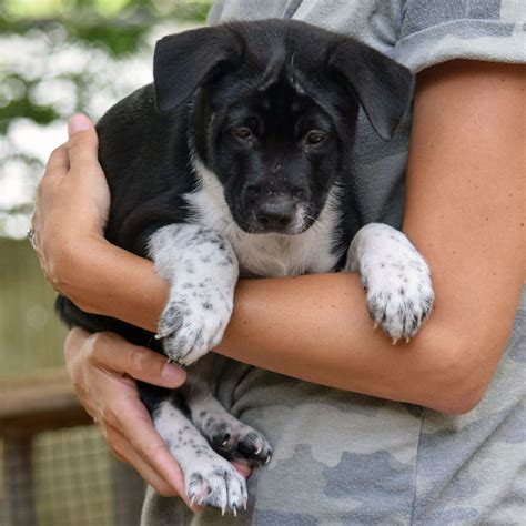 Taylor - Animal House Shelter