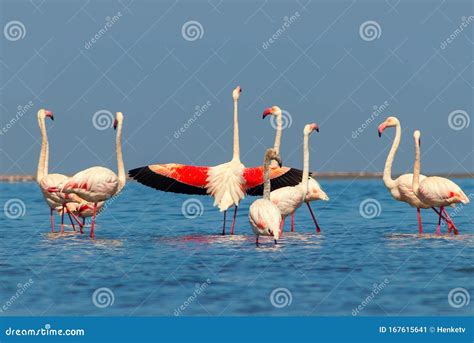 Wild African Birds. Group of White Flamingo Birds and Their Reflection ...
