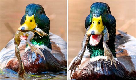 Image result for Toad Eating Duck