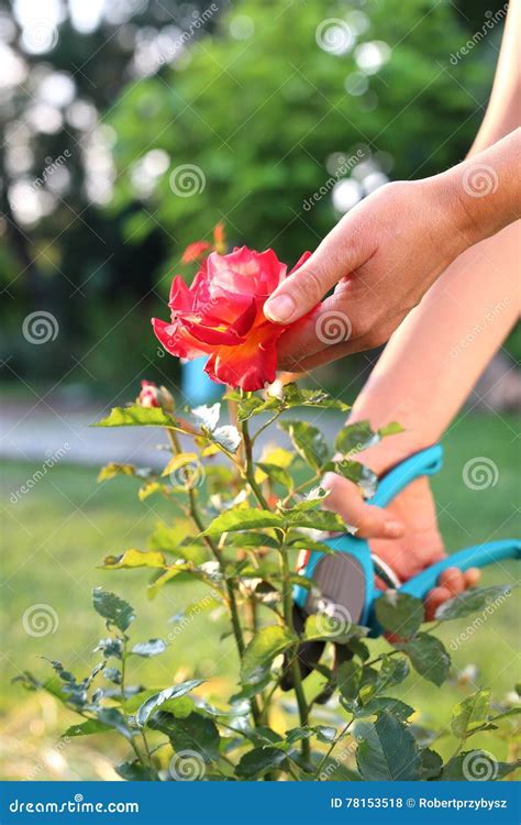 Pruning shrub roses. stock photo. Image of cutting, shrubs - 78153518