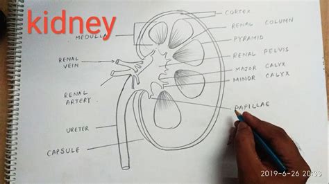 How to Draw Kidney in Easy Way 的图像结果