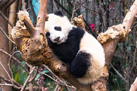 酣睡的国宝大熊猫高清图片下载-正版图片501609734-摄图网