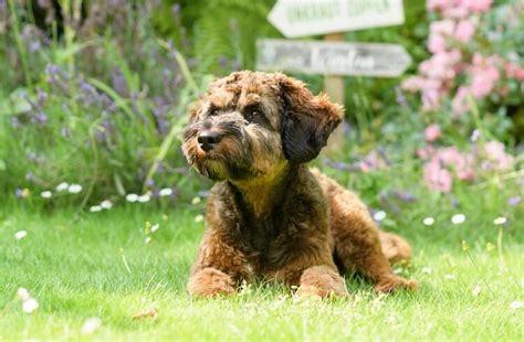 Image result for Beige Cockapoo