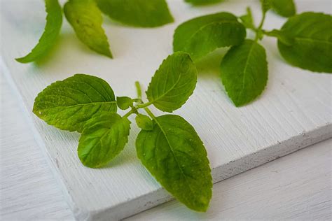 Holy Basil | Bai Gaprao | กะเพรา - Rachel Cooks Thai