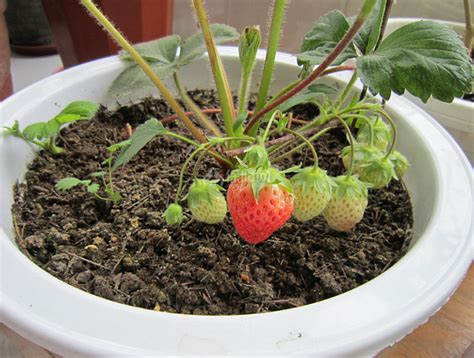 【图】盆栽草莓养殖方法 盆栽草莓种植技巧 - 装修保障网