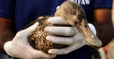 Rajasthan migratory bird deaths: Avian botulism suspected as toll rises ...