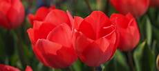 significato fiori tulipani tulipani significato specie quando e come piantarli significato fiori tulipani tulipani significato specie quando e come piantarli