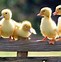 Image result for Spring Animals Fun