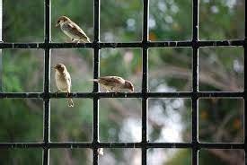 Birds Flying into Windows Repeatedly Meaning? | The Creative Post