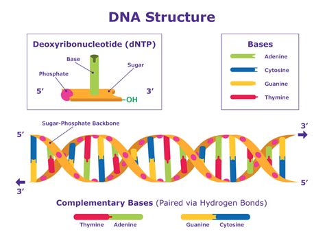 Sanger Sequencing Steps & Method