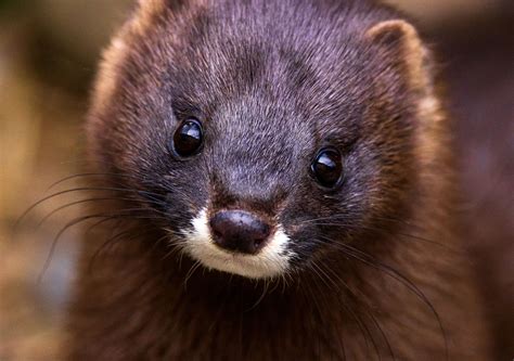 Most Endangered Animals 2024