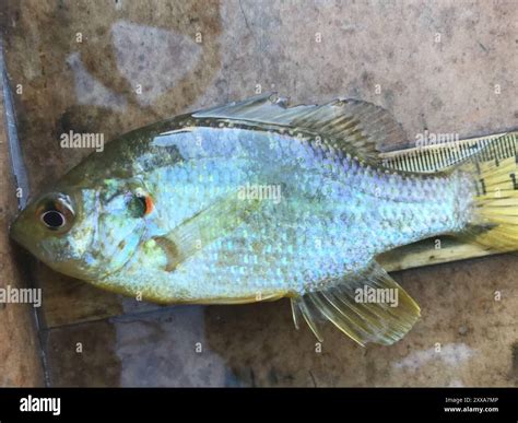 Redear Sunfish (Lepomis microlophus) Actinopterygii Stock Photo - Alamy