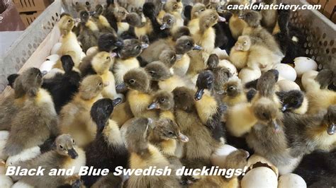 Blue Swedish Ducks : Ducklings for Sale | Cackle Hatchery®
