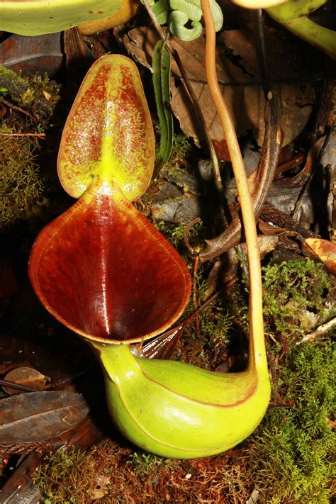 Nepenthes lowii | Insectivorous plant, Carnivorous plants, Pitcher plant