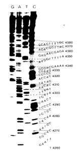 DNA Sequencing Technologies 的图像结果