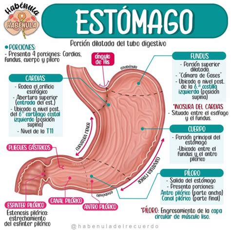 Estómago | Estomago anatomia, Anatomía médica, Anatomia y fisiologia humana