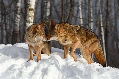 Stay Safe and Be Empowered: Brampton’s Guide for Coyote Mating Season ...