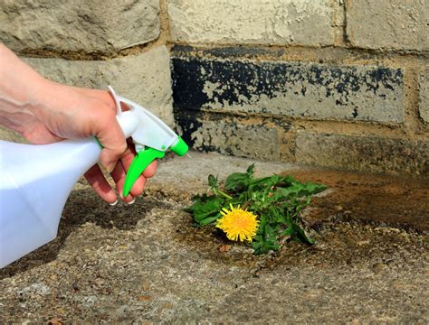 Does Table Salt Kill Weeds and How To Properly Use It?