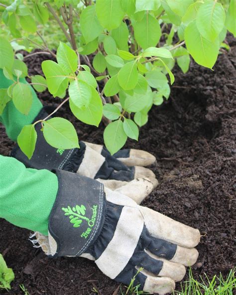 Tree Planting Jobs Canada at Lillian Cramer blog