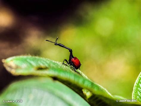 Image result for Using a Lumix G9 Camera