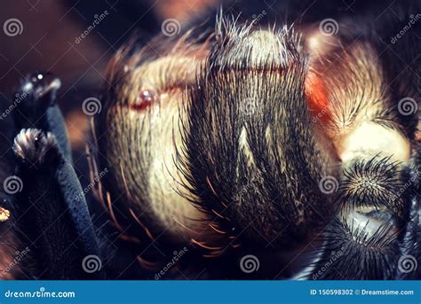 Tarantula Brachypelma Smithi Stock Photo - Image of spider, nature ...