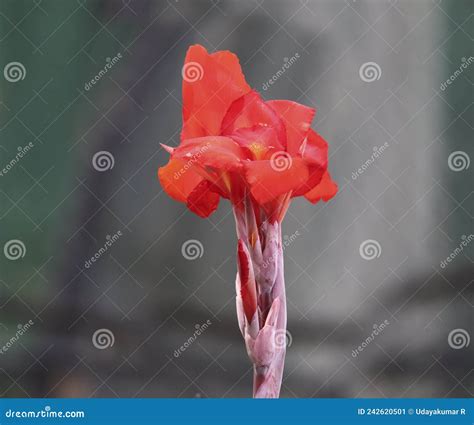 Beautiful Red Canna Lily Spider Lilies Scientific Name: Hymenocallis ...
