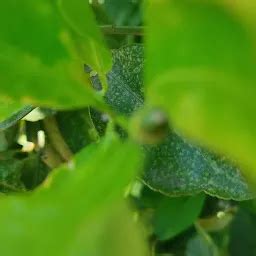 Best Top Rated Garden in Kappalur, Tamil Nadu, India | Yappe.in