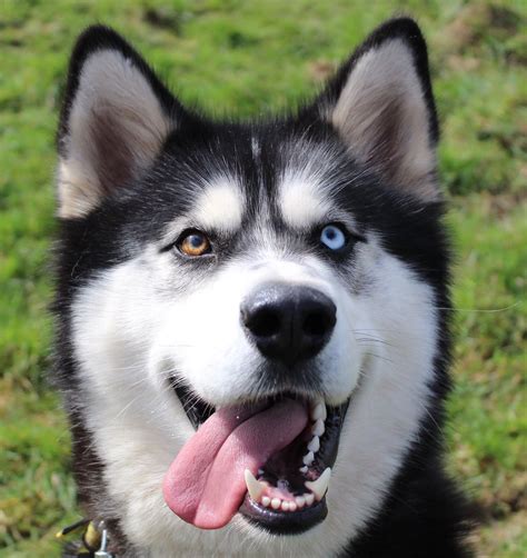 Malamute Husky Mix