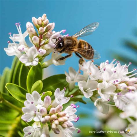 Habitat Of Bees