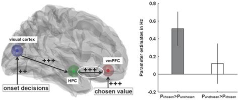 Brain Sciences | Special Issue : Interaction Between the Prefrontal ...