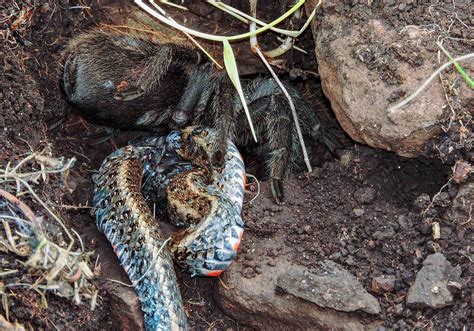 Tarantula Found Eating a Snake in Wild for First Time | National Geographic