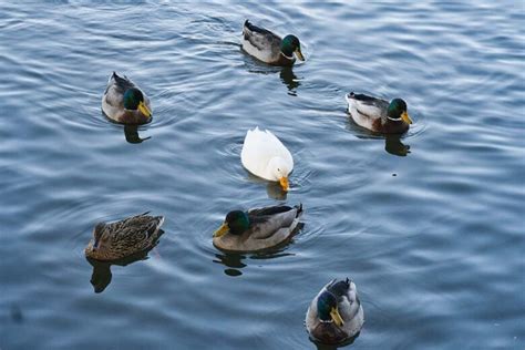 Photography in Nature 的图像结果