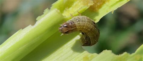 Fall Armyworm, Destroyer of Maize Farms, Continues Its Conquest of ...