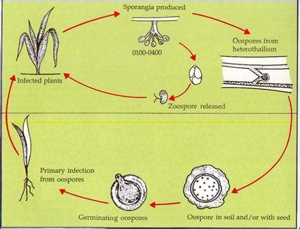 ICAR-AICRP on Pearl Millet