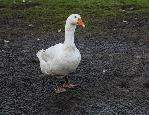 Drogenfund: Entwischte Gans verrät Marihuanakonsum des Halters ...