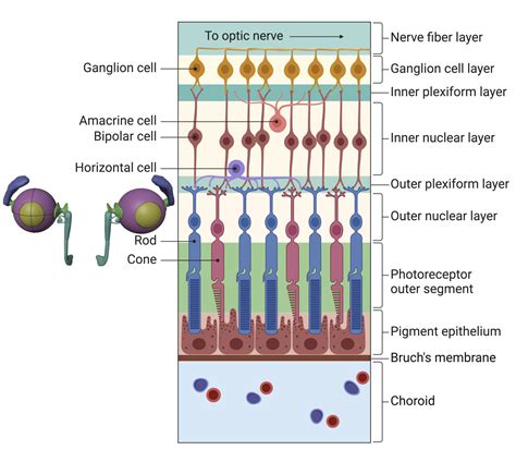 Retinal Layers Anatomy Retinal Anatomy